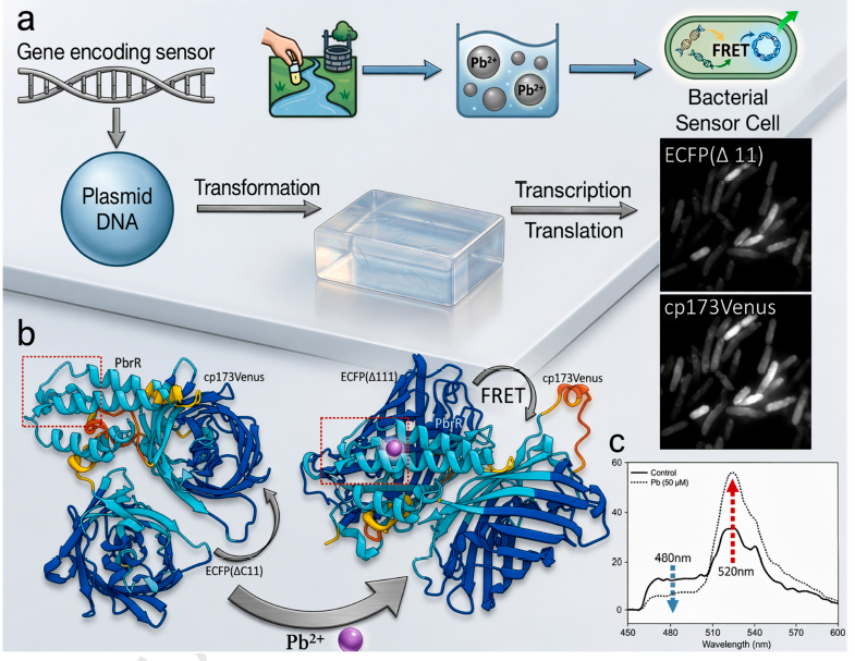 AI-Automated Portable FRET Platform for Ultra-Sensitive and Rapid On-Site Bacterial Lead Sensing